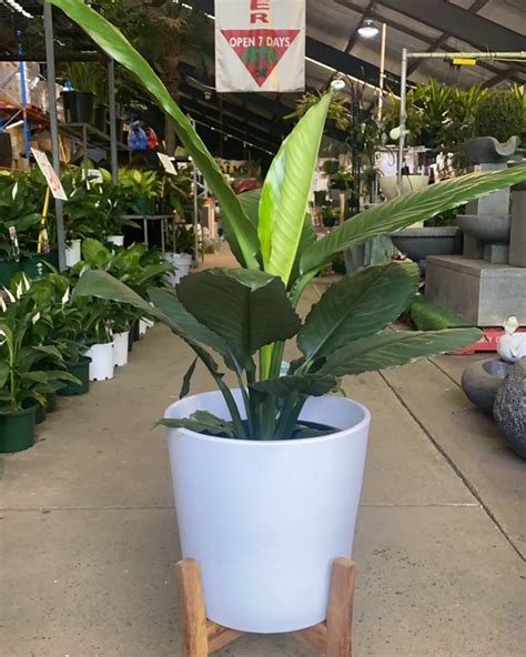 Jayda Pot White W Stand Parklea Pots And Plants