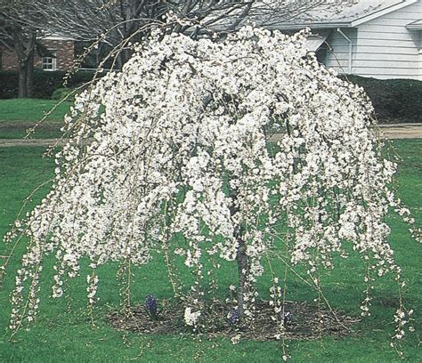 Weeping Snow Fountain Cherry Plants Bulbs And Seeds At