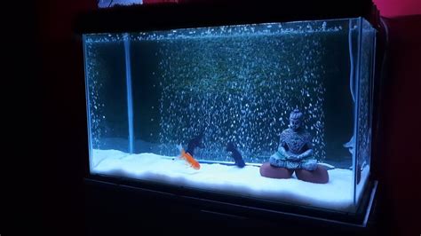 How To Make Air Bubbles Wall For Aquarium Oxygenating Tank With 25