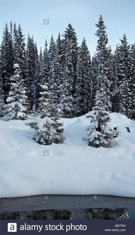Snow Covered Spruce Trees By Stream Lake Louise Banff National Park