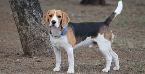 Beagle Dog Breed Guide Lifespan Size And Characteristics