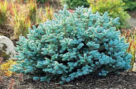 9 Small Evergreen Shrubs To Grow For Year Round Beauty