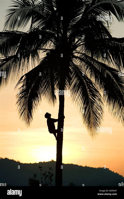 Indian Man Climbing Coconut Tree At Dawn Stock Photo Alamy