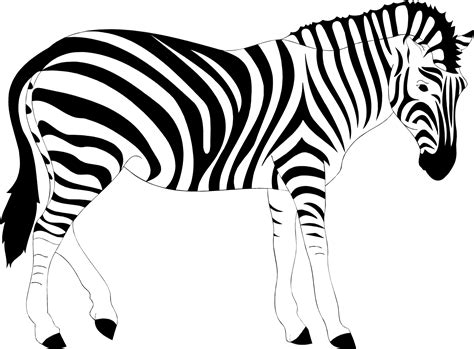 Clipart Realistic Zebra Illustration