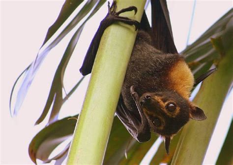 Spectacled Flying Fox Pteropus Conspillatus