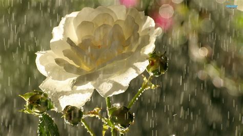Rose In Rain Wallpaper Flower Wallpapers