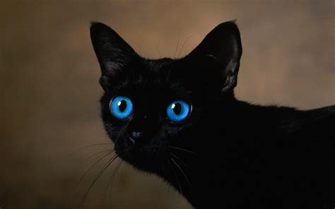 43 Black Cat Eyes Wallpaper On Wallpapersafari