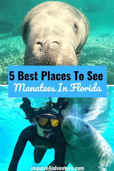 5 Best Places To See Manatees In Florida This Winter Manatee