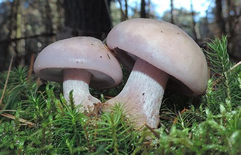 16 Wild Edible Mushrooms You Can Forage This Autumn Learn Your Land