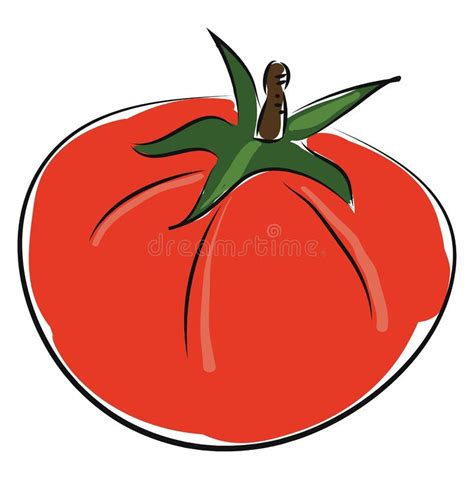 Dibujo Vectorial De Tomate Rojo En Fondo Blanco Ilustración Del Vector