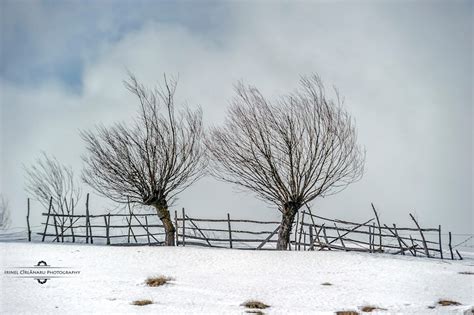 Poze De Iarna Din Romania ÎŢi Mai AminteŞti CrĂciunul