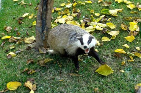 La Tana Del Tasso La Forza Degli Animali