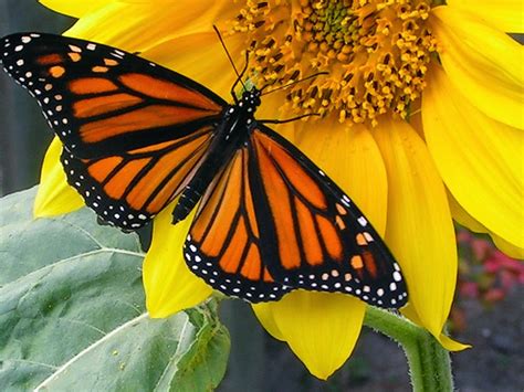What flowers do monarch butterflies like. Ichabod, The Glory Has Departed: Monarch Butterfly on the ...