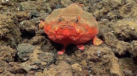 Deep Sea Exploration Crew Spots Bizarre Fish That Looks Like A Frog