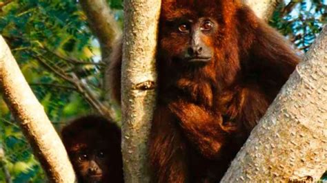 Un Mono Que Habita En Argentina Entre Los 25 Primates Más Amenazados