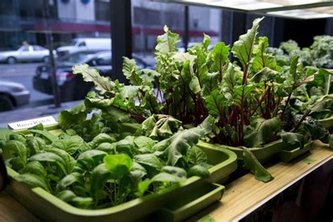 How To Grow Indoor Vegetable Garden 5 Steps Livinghours