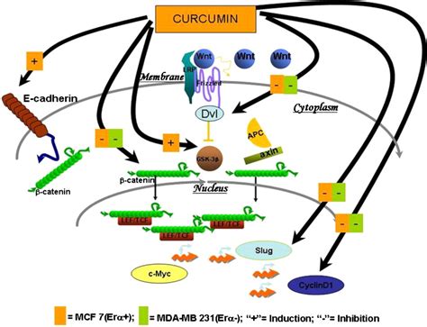 Mar 05, 2021 · the.gov means it's official. Animal Cell Diagram Without Labels - ClipArt Best