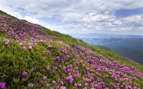 Field Of Pink Rhododendron Flowers On Mountain Hoverla Stock Photo