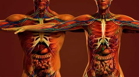 T he term human anatomy comprises a consideration of the various structures which make up the human organism. Differences between male and female skeletons, heads and muscles