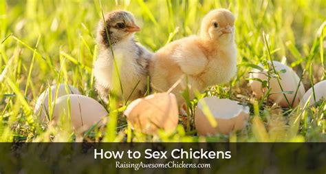 How To Sex Chickens
