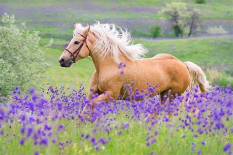 Palomino Horse Run Gallop Palomino Horse With Long Blond Male On