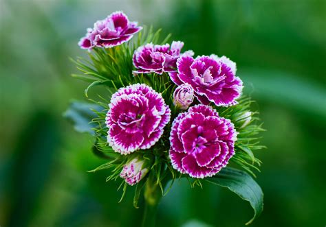 Beautiful Carnation Flower 110