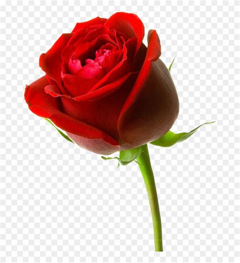 Gambar Bunga Mawar Merah Besar Red Rose Hd 3d Free Transparent Png