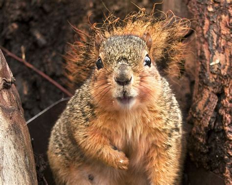 A Squirrel Eating Smithsonian Photo Contest Smithsonian Magazine