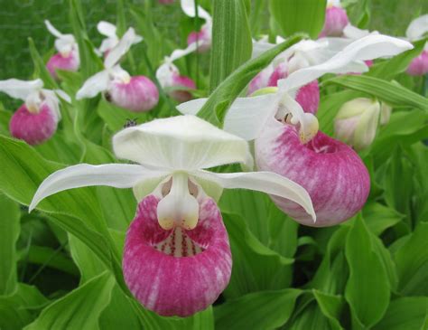 Cheapest way to send flowers to another state. Far Side of Fifty Photos: The Bloggers Community Photo ...