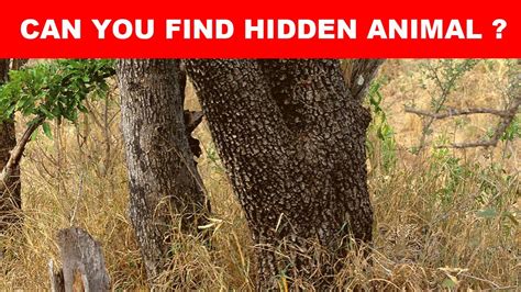 Can You Find These 10 Hidden Animals Challenge Picture Riddles