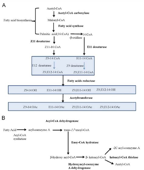 sex pheromone biosynthesis pathways in spodoptera litura a the download scientific diagram