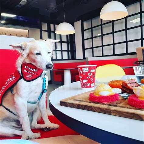 The Top 5 Indoor Pet Friendly Cafes And Restaurants Flopster