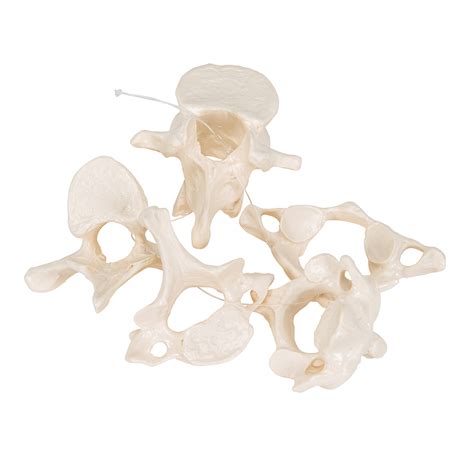 Anatomical Teaching Models Plastic Vertebrae Model