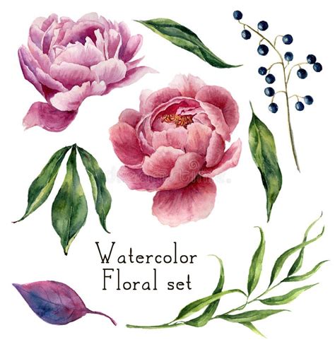Watercolor Floral Elements Set Vintage Leaves Peony Flowers Stock