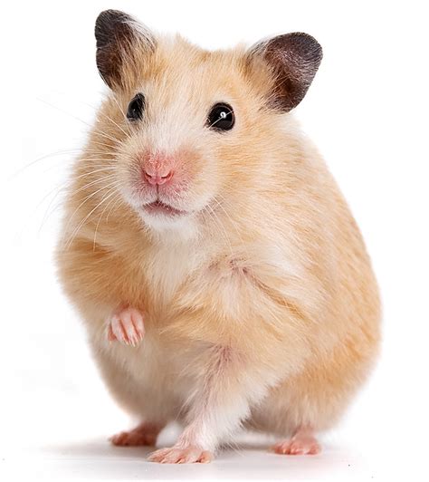 50 Amazing Hamster Facts For Kids Everything You Want To