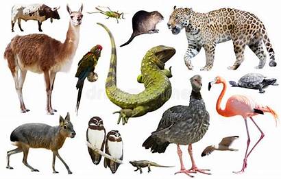 America South Fauna Animals American Background Isolated