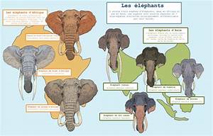 Elephant Taxonomy By Gredinia Elephant Facts Fun Facts About Animals