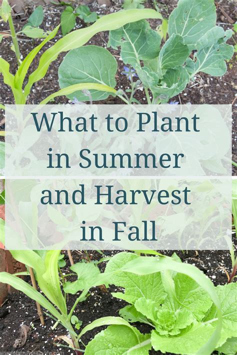 Summer Planting For Fall Harvest Organic Gardening Tips