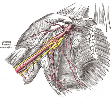 Brachial plexus - wikidoc
