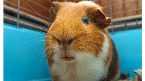 The Ideal Guinea Pig Cage Expert Tips For Choosing The Perfect Home
