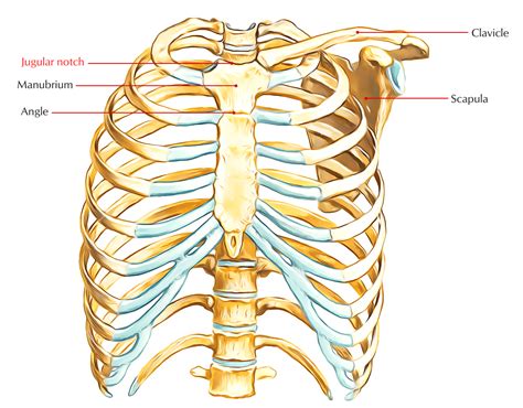Sternal Notch Anatomy