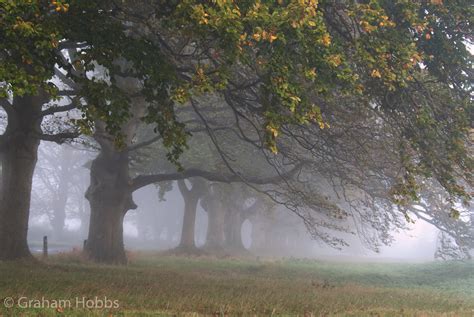 Foggy Autumn Morning On Kingston Lacy Beech Avenue Flickr