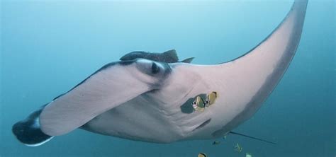 Largest Known Manta Ray Population Is Thriving Off The Coast Of Ecuador