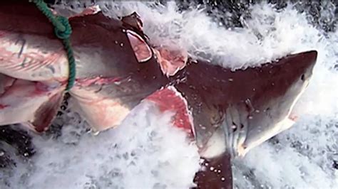 Megalodon (otodus megalodon), meaning big tooth, is an extinct species of shark that lived approximately 23 to 3.6 million years ago (mya), during the early miocene to the pliocene. Lebt der Megalodon noch? (Seite 127) - Allmystery