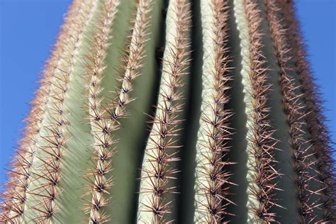 I hope you never get caught in the wilderness without at least a good knife. gjhikes.com: Cactus Garden