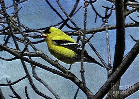 American Goldfinch Photograph By Lydia Holly Fine Art America