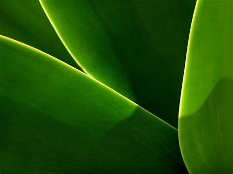 46 Modern Green Wallpaper Wallpapersafari