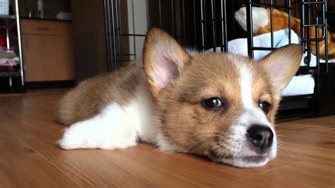 Corgi Puppy Cuteness Kumas First Week Home Youtube
