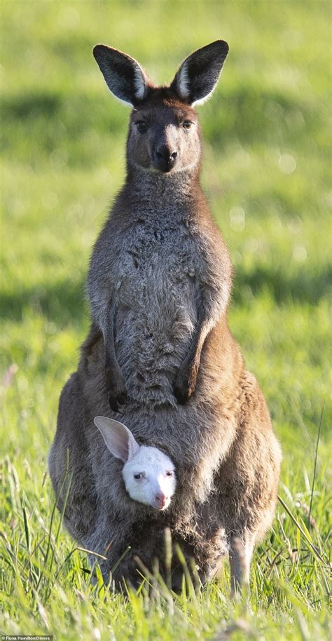 Eastern Grey Kangaroo Gives Birth To An Albino Baby That Looks Just