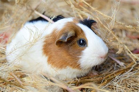 Cute Red And White Guinea Pig Close Up Pet In Its House Stock Photo By